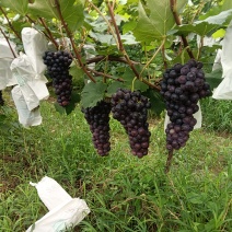 夏黑葡萄