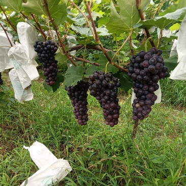 夏黑葡萄