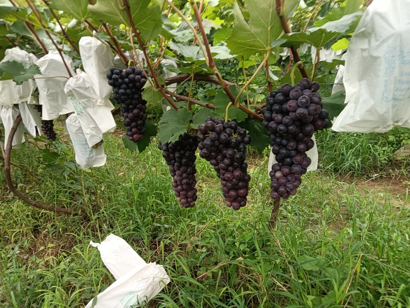 夏黑葡萄