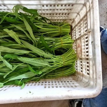 空心菜一把一斤