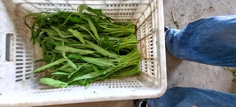 空心菜一把一斤