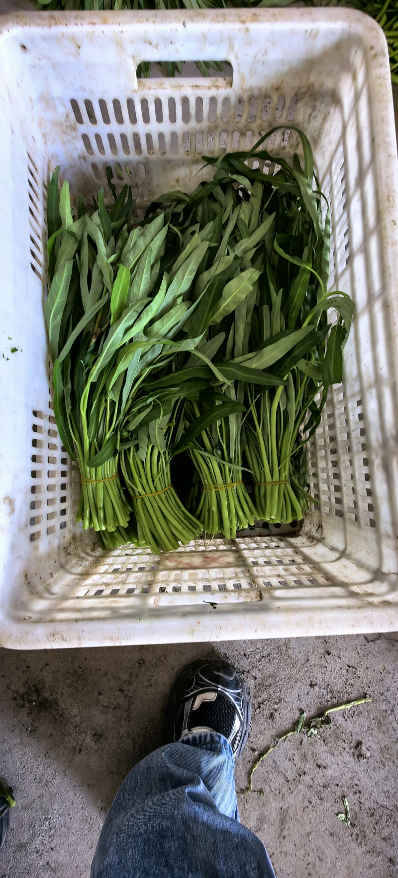 空心菜一把一斤
