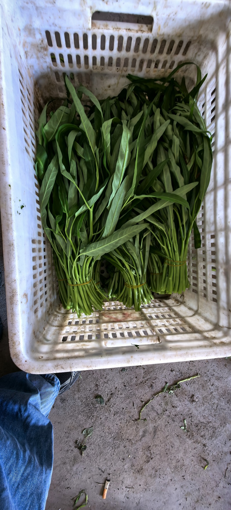空心菜一把一斤