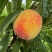 桃50-60mm