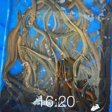 鳝鱼30-40斤起售