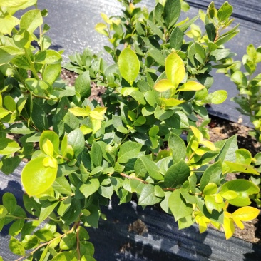 蓝莓苗花香蓝莓L25