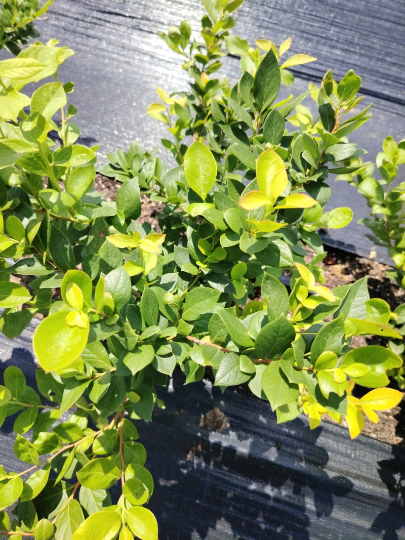 蓝莓苗花香蓝莓L25