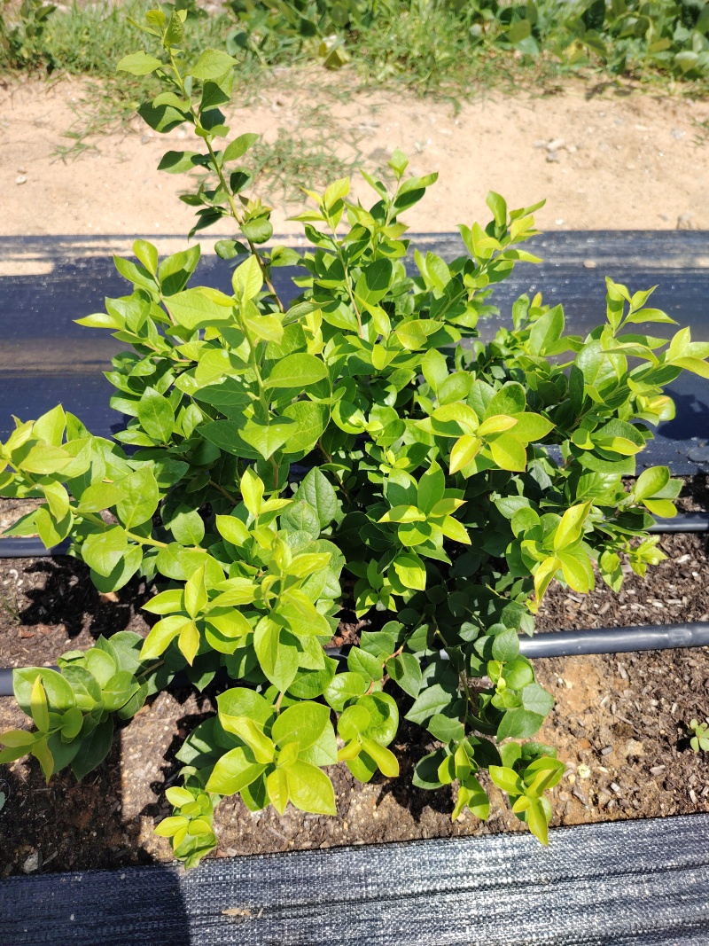蓝莓苗花香蓝莓L25