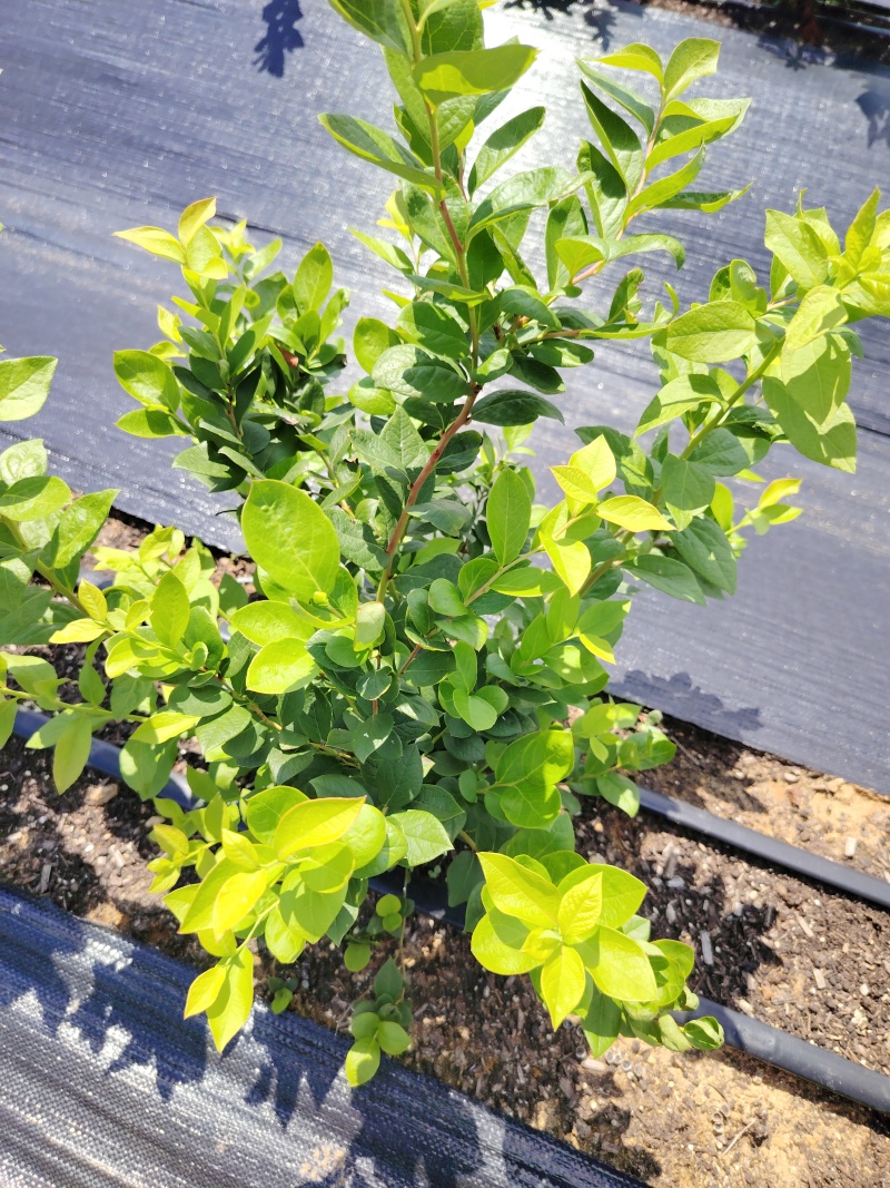 蓝莓苗花香蓝莓L25