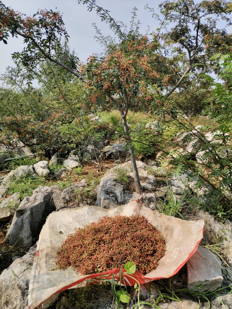 花椒