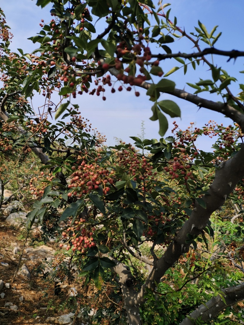 花椒