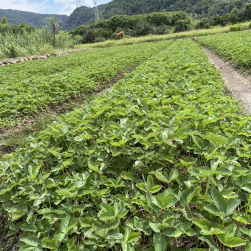 草莓苗妙香七号