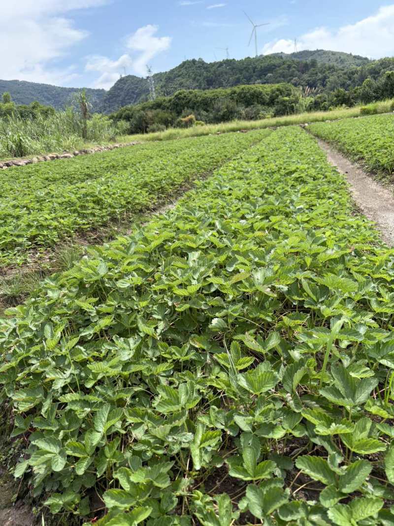 草莓苗妙香七号