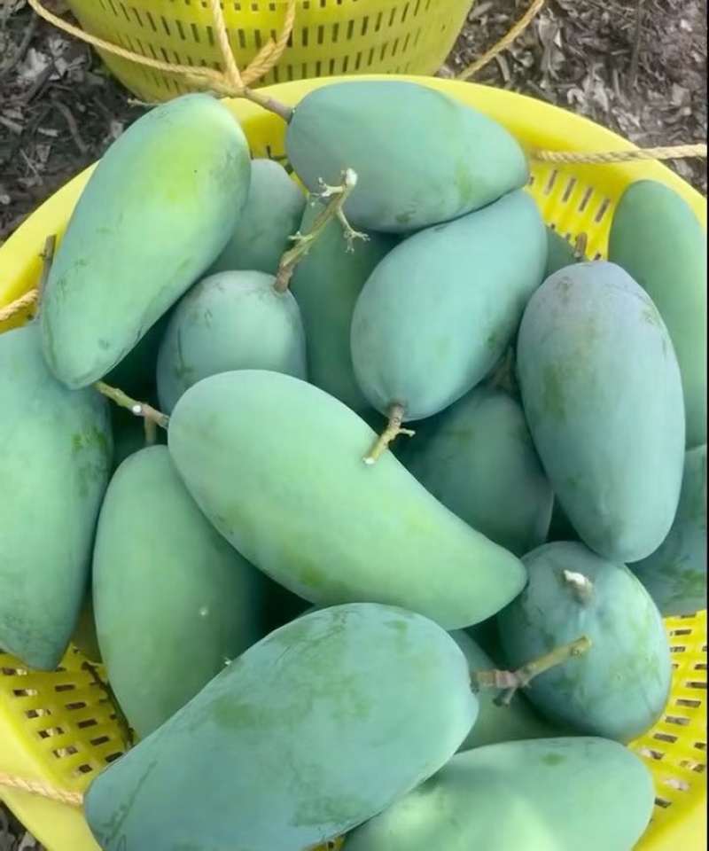 凯特芒单果一斤以上