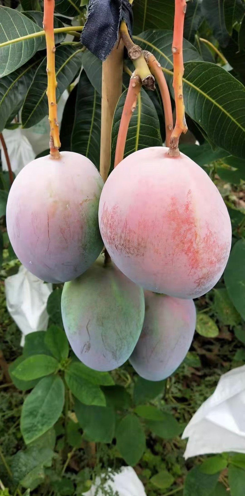 凯特芒单果一斤以上