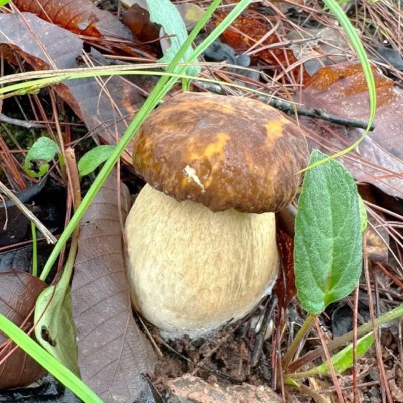 牛肝菌一级