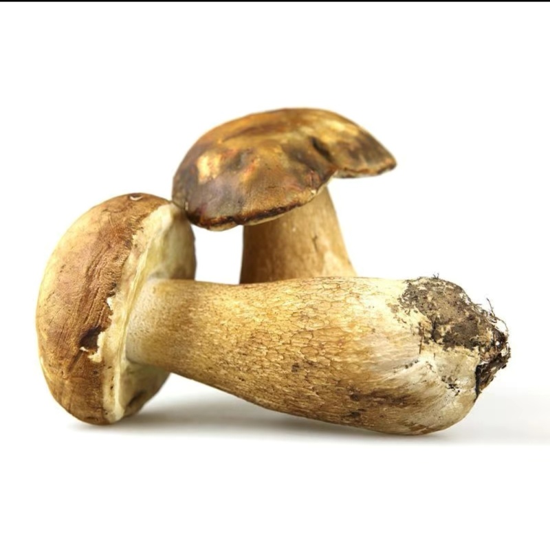 牛肝菌一级