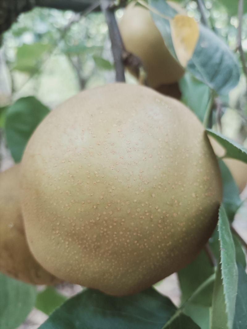 黄花梨三两半起