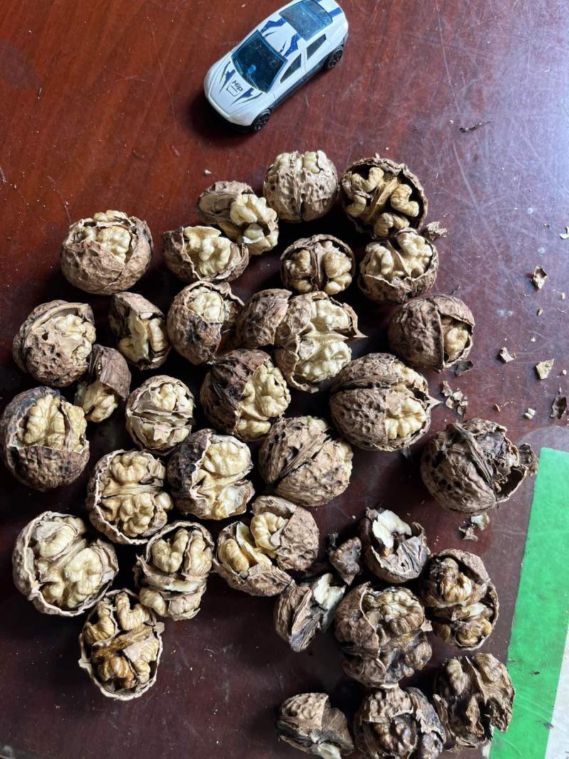 核桃大果