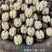 核桃大果