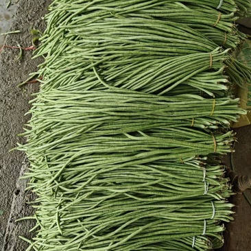 江豆