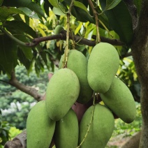 芒果一二级统