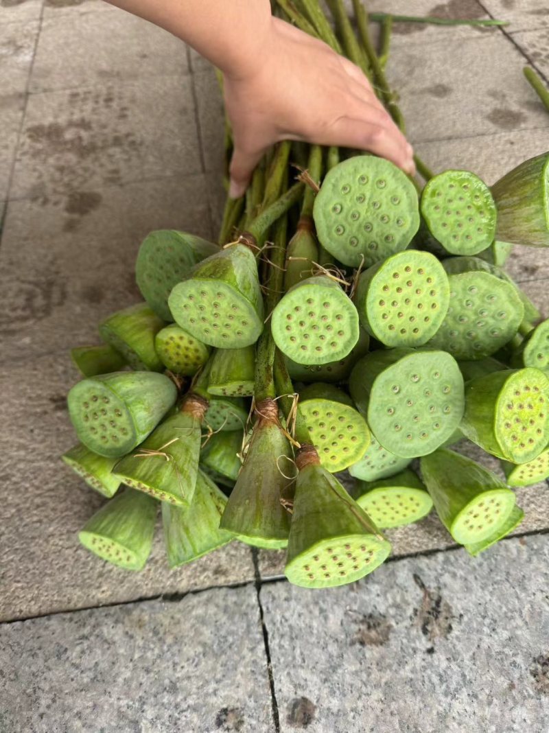 莲蓬带茎新鲜莲蓬