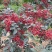 花椒干花椒，两个品级：普通花椒45元/斤，一级大红袍花椒