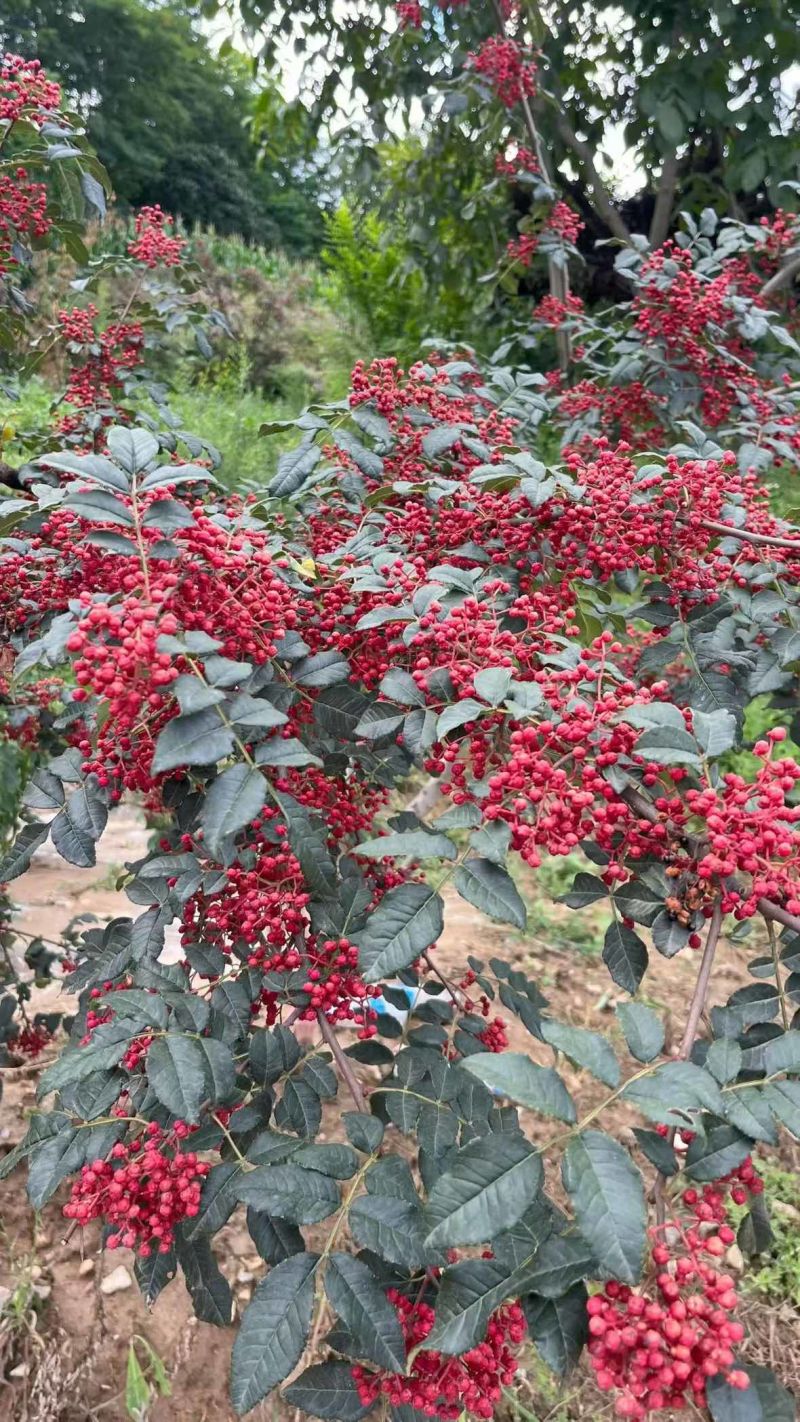 花椒干花椒，两个品级：普通花椒45元/斤，一级大红袍花椒