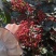 花椒干花椒，两个品级：普通花椒45元/斤，一级大红袍花椒