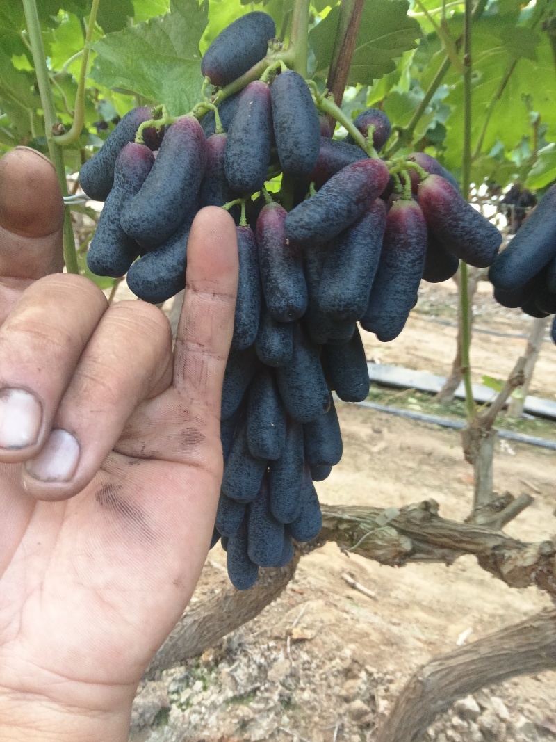 蓝宝石葡萄半斤以上穗