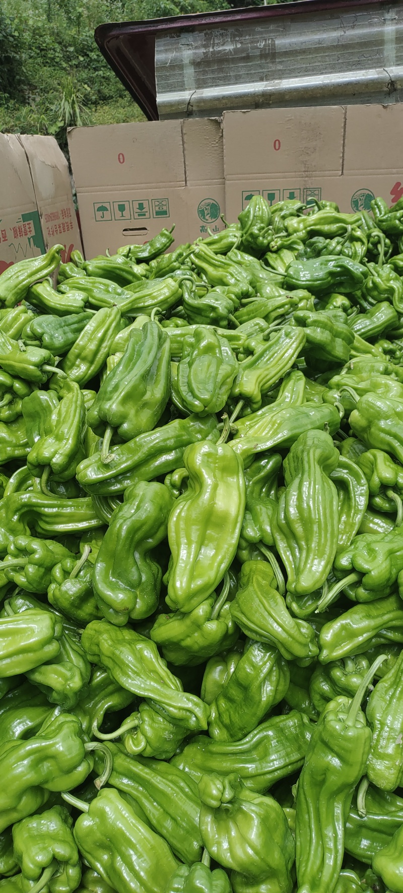 鲜辣椒