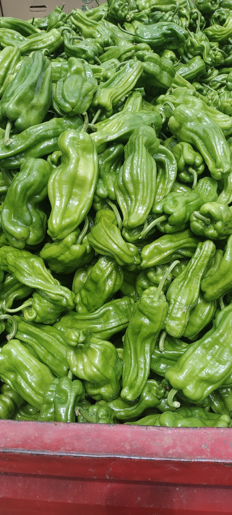 鲜辣椒