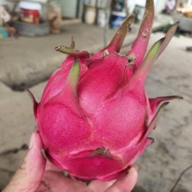 火龙果火龙果