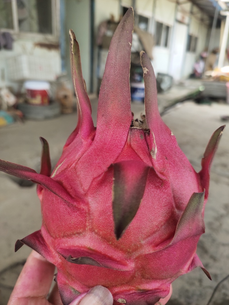 火龙果火龙果