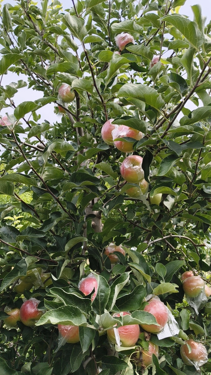 苹果75果起步