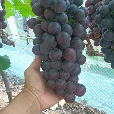 夏黑葡萄大果，单颗18-20克