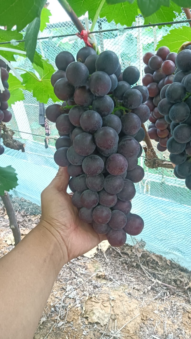 夏黑葡萄大果，单颗18-20克
