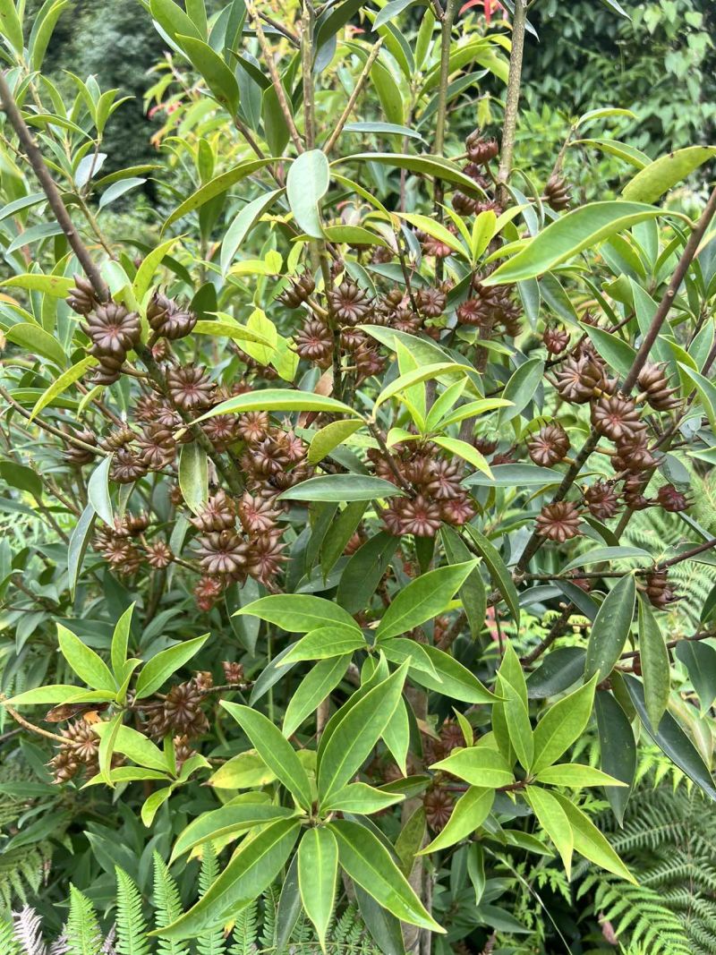 八角湿八角