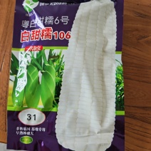 甜玉米粤白甜糯6号，白甜糯106，非转基因
