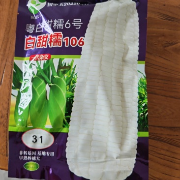 甜玉米粤白甜糯6号，白甜糯106，非转基因