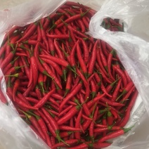 鲜辣椒816小米辣