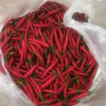 鲜辣椒816小米辣