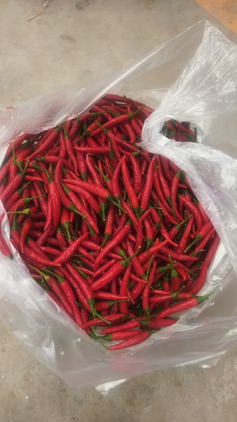 鲜辣椒816小米辣