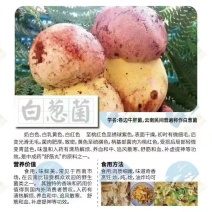 白葱菌纯野生