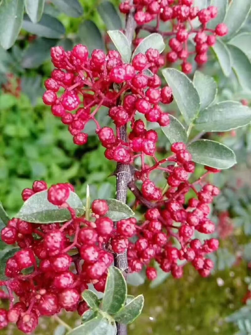花椒干花椒，筛选好的