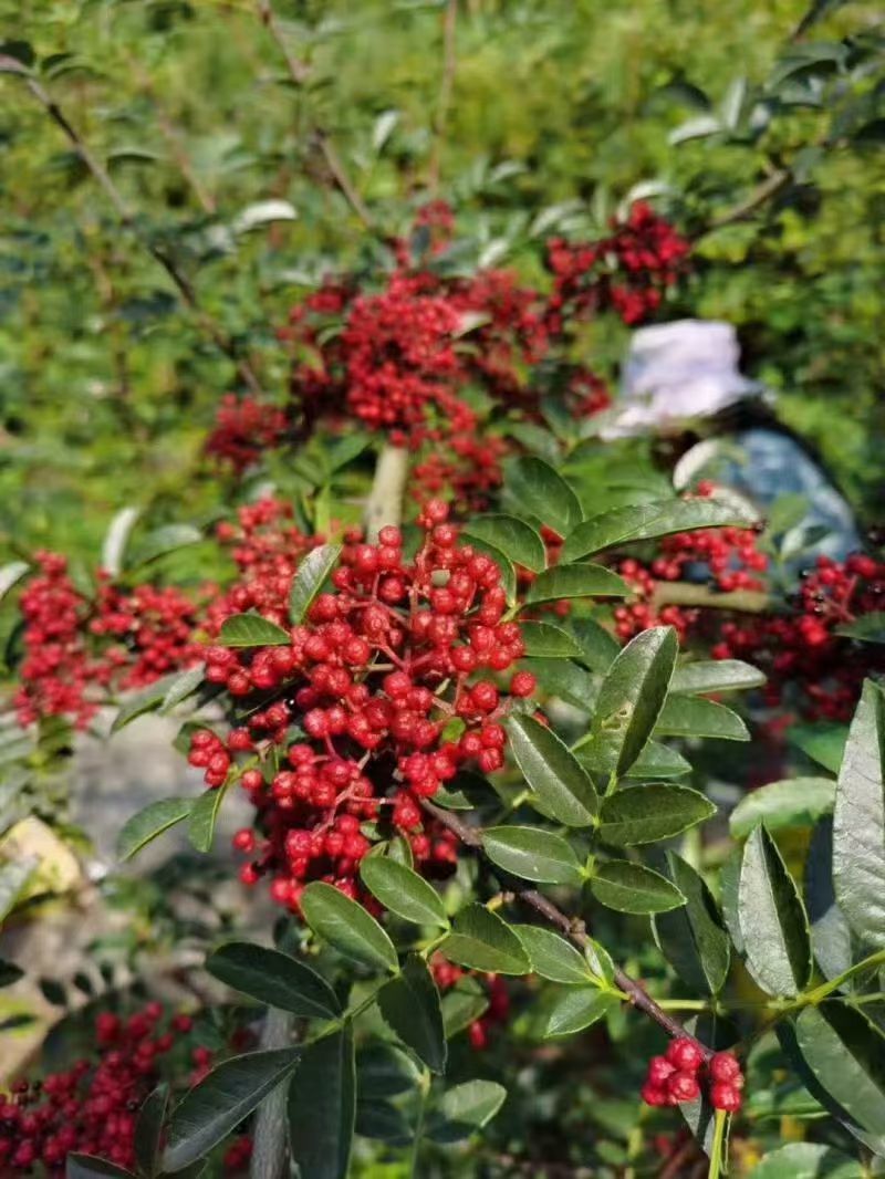花椒干花椒，筛选好的