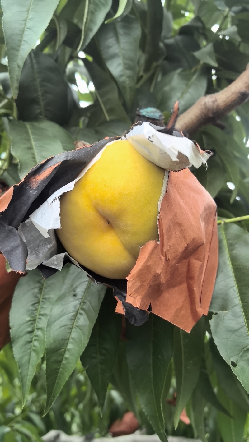 桃锦绣黄桃，80果起步，精品桃