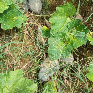 香芋南瓜单个3斤左右