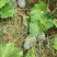 香芋南瓜单个3斤左右